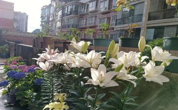 百合的读后感7篇