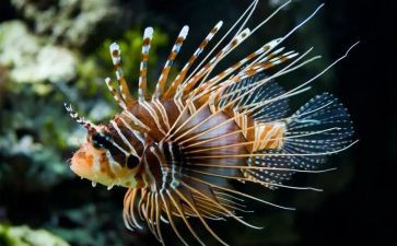 生物必修1教案5篇