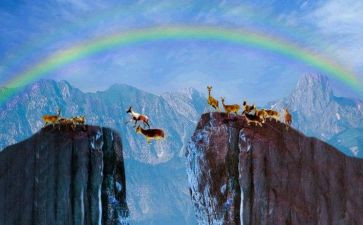 《斑羚飞渡》读后感推荐8篇