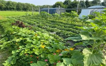 购买蔬菜的合同6篇