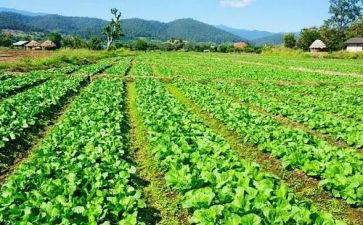 幼儿吃蔬菜教案7篇