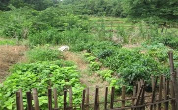 关于菜的心得体会5篇