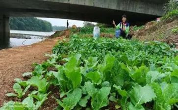 蔬菜宝宝小班教案6篇