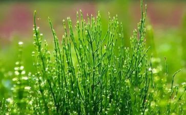 种草莓教案6篇
