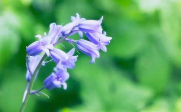 二年级下册草教案优质8篇
