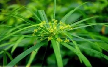 幸福草的读后感600字7篇