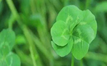 草种子合同精选8篇