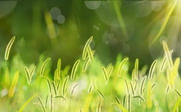 野草雪读后感7篇