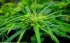 二年级下册草教案模板8篇