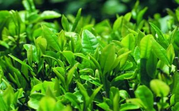 茶道心得体会5篇