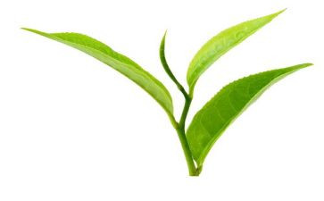 小班茶主题教案优质8篇