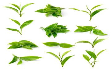 幼儿园大班茶教案推荐5篇