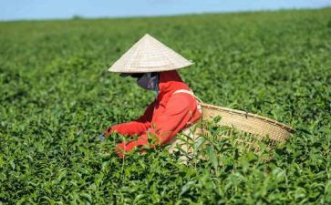 学茶艺心得体会6篇