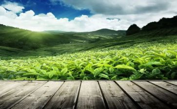 茶店工作总结范文5篇
