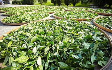 茶生活心得体会通用6篇