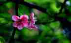 春节作文600字优质5篇
