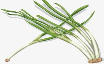 关于葱的健康教案精选8篇