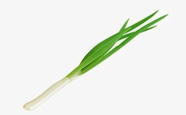 关于葱的科学教案推荐8篇