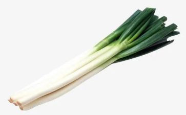 关于葱的科学教案模板8篇