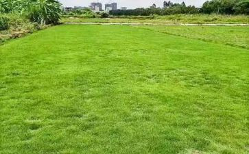 房地产策划活动方案8篇