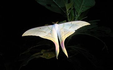 孔雀蛾读后感5篇