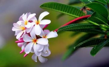 小花帽教案参考8篇