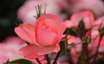 小花帽教案5篇