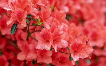 读《朝花夕拾》的读后感500字优秀6篇