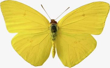 你若盛开蝴蝶自来作文5篇