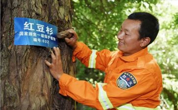 2024护林员工作总结优质8篇
