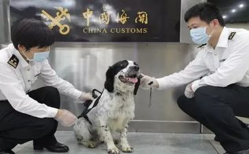 动物检疫员工作总结8篇