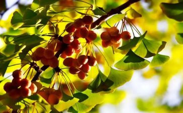 季节教案8篇