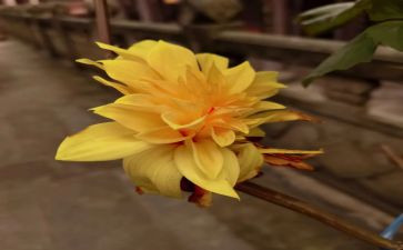 菊与刀心得体会2000字参考6篇