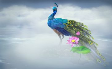 大孔雀蝶读后感精选7篇
