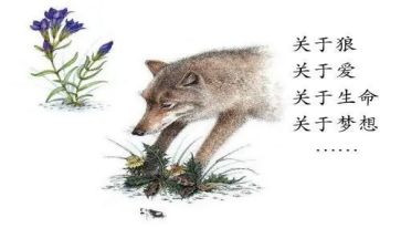 读《狼王梦》有感作文8篇