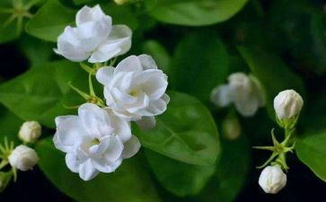 茉莉花幼儿园教案8篇