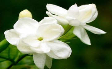 茉莉花幼儿音乐教案8篇