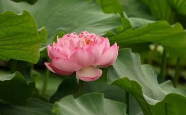 爱莲说,教案模板5篇