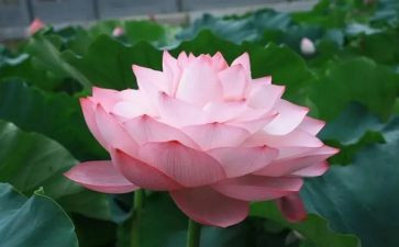 阿莲的读后感5篇