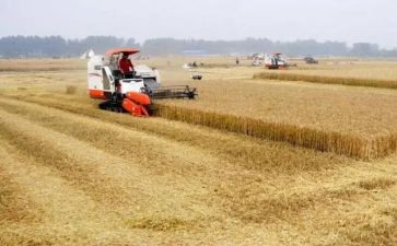 2023粮食安全心得体会5篇