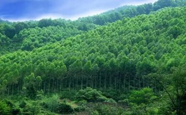 林业2024年工作总结范文6篇