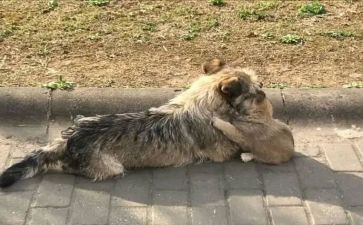 读流浪的猫读后感优秀6篇