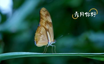 中班六月总结6篇