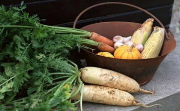 幼儿园小班运萝卜教案参考5篇