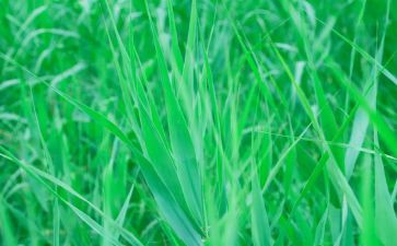 《绿》心得体会最新7篇