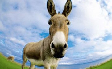 驴的买卖合同优质8篇