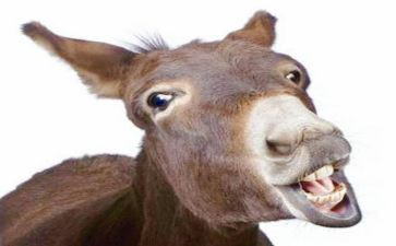 驴的买卖合同推荐6篇