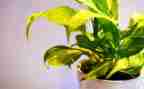 绿植领养活动的活动总结6篇