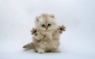 狗,猫,鼠心得体会参考6篇