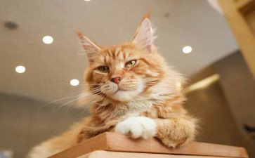 勤劳的猫作文精选5篇
